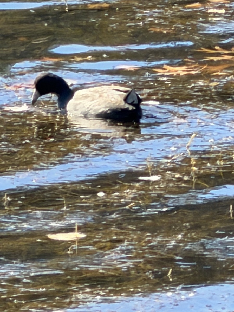 American Coot - ML644363947