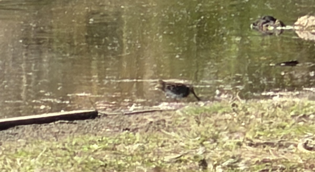 Wilson's Snipe - ML644363948