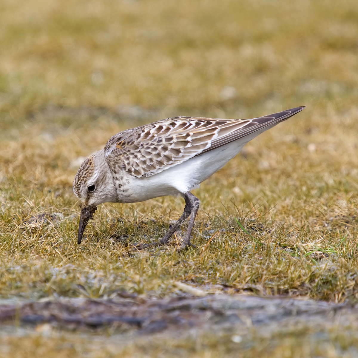 White-rumped Sandpiper - ML644363949