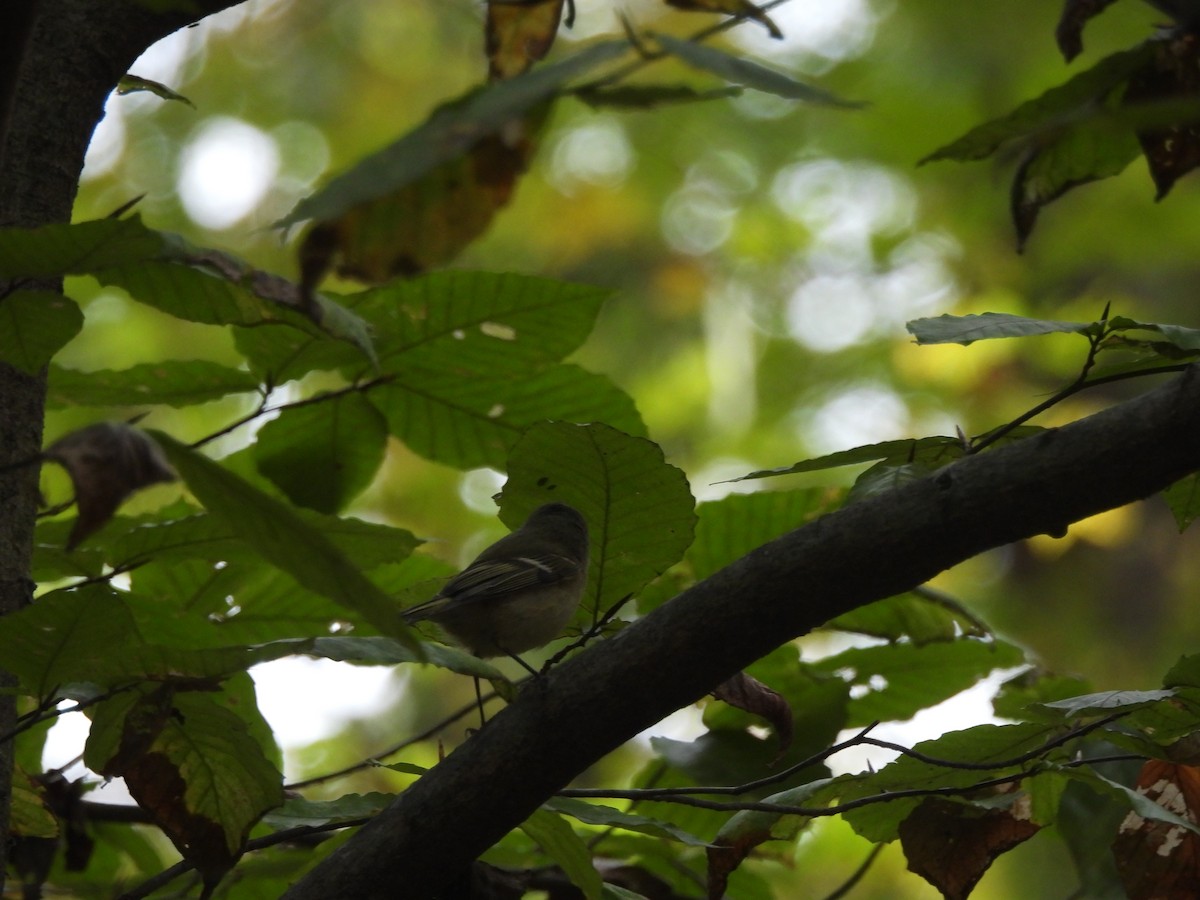 Ruby-crowned Kinglet - ML644363950