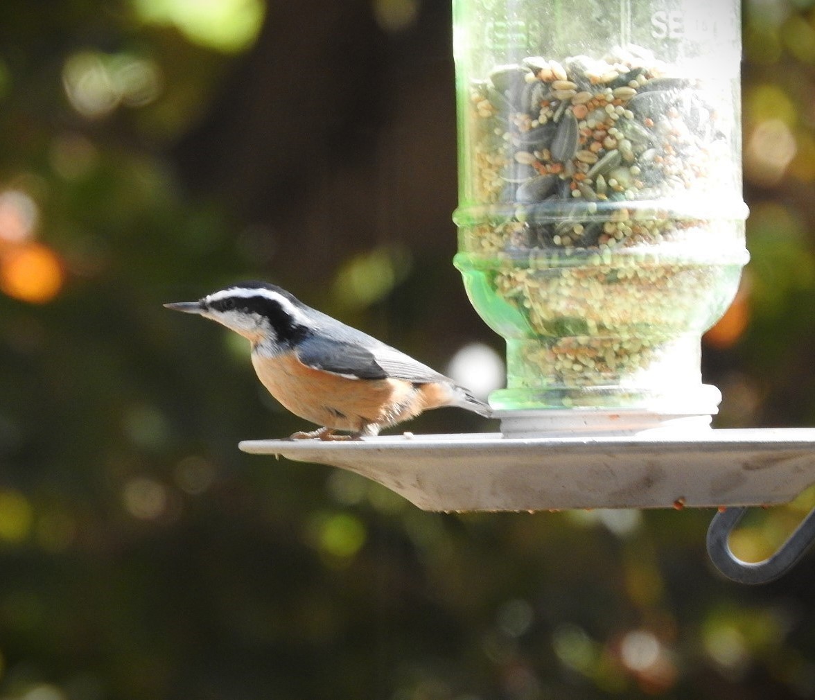 Red-breasted Nuthatch - ML644363951