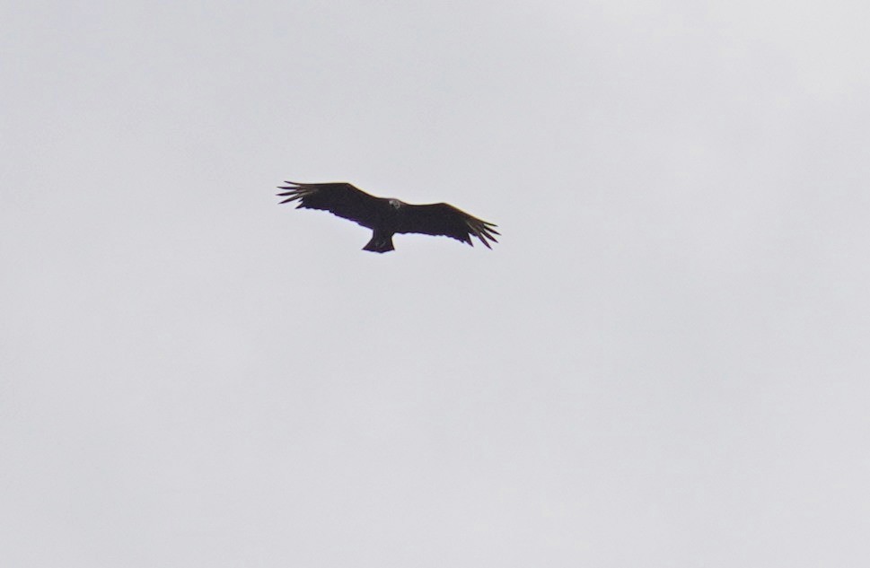 Black Vulture - ML644363952