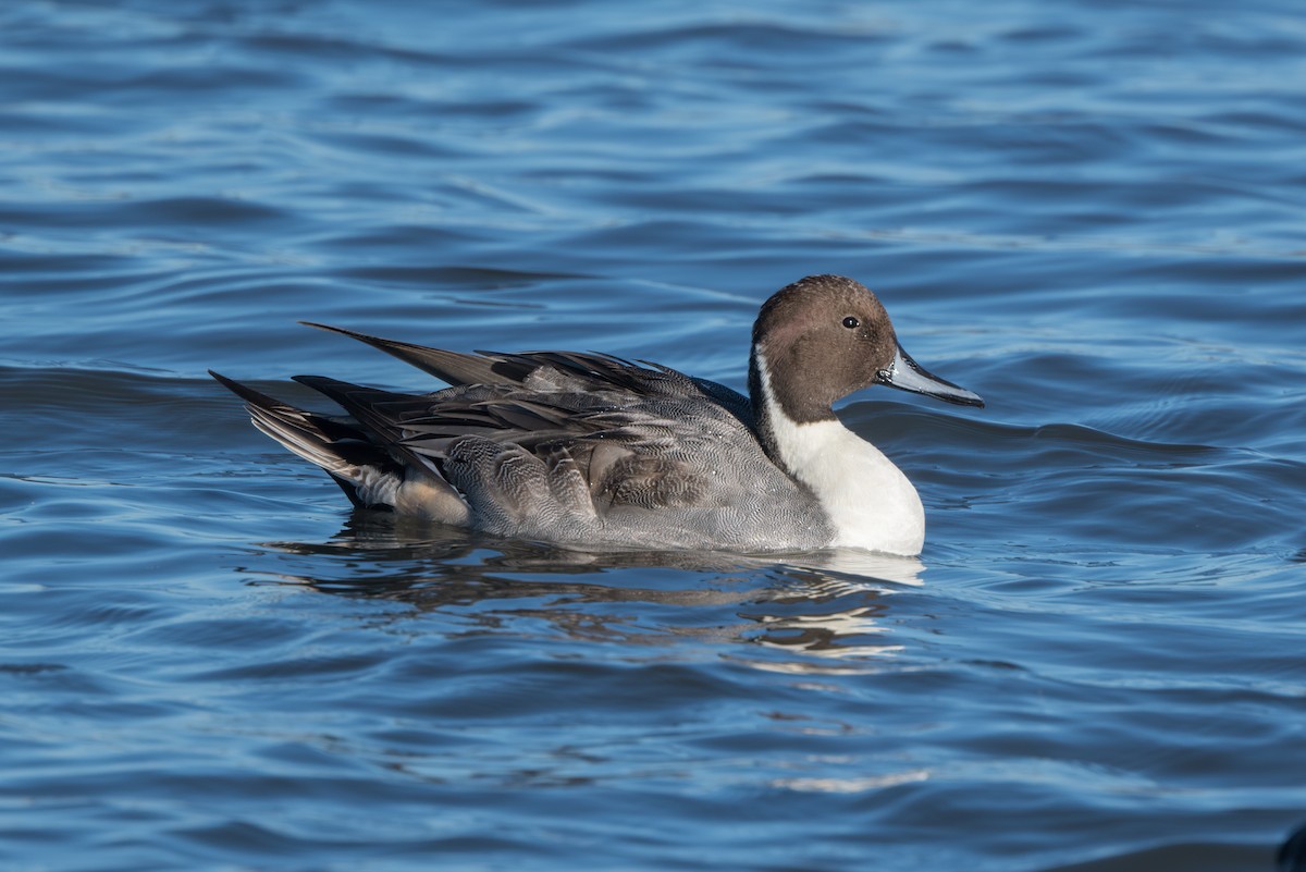 尖尾鴨 - ML644363953