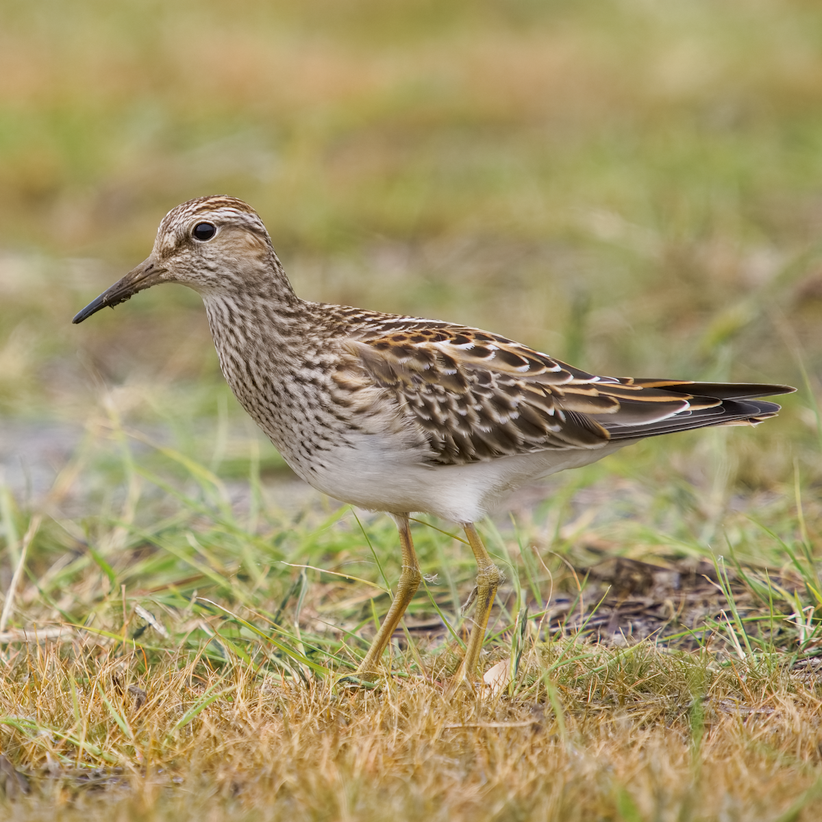 美洲尖尾濱鷸 - ML644363955