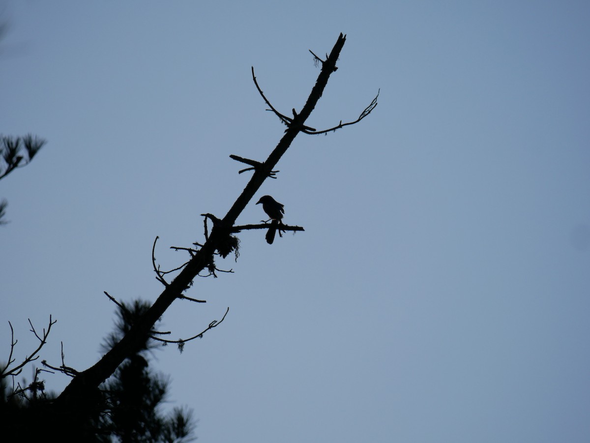 California Scrub-Jay - ML644363956