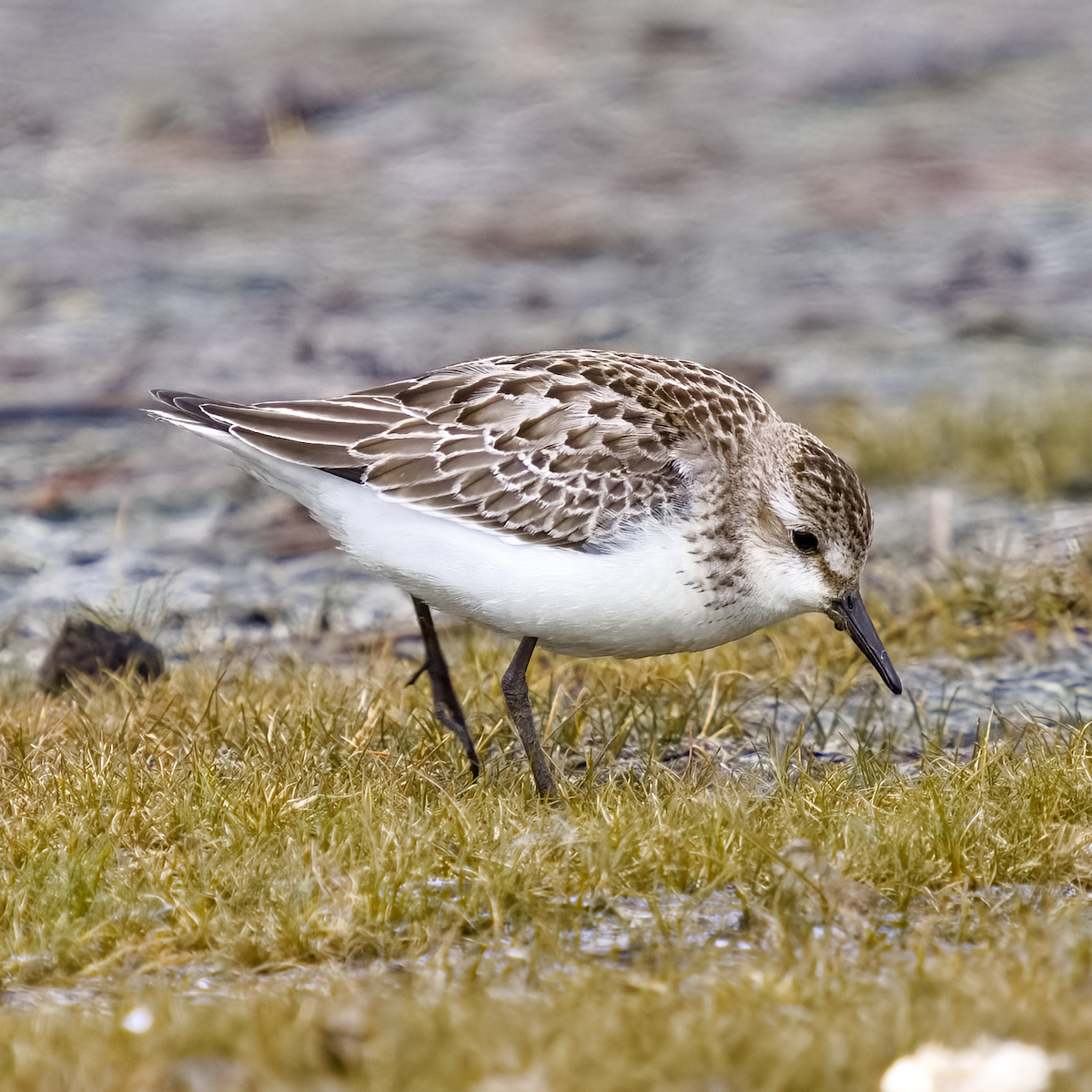 Semipalmated Sandpiper - ML644363957
