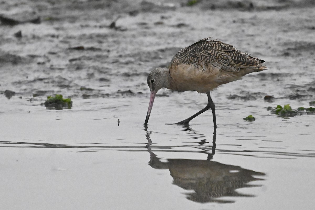 Marbled Godwit - ML644363958