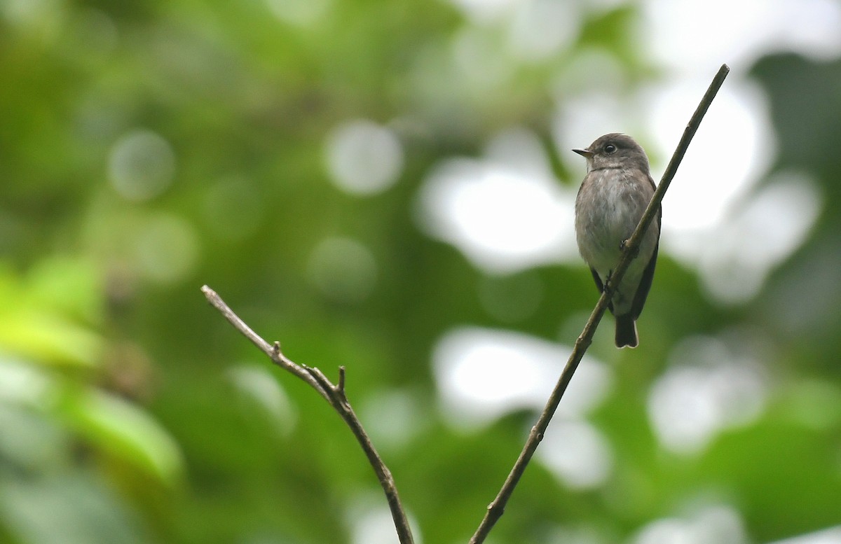 烏鶲 - ML644363960