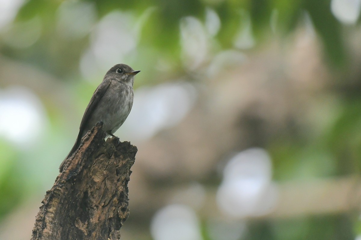 烏鶲 - ML644363961