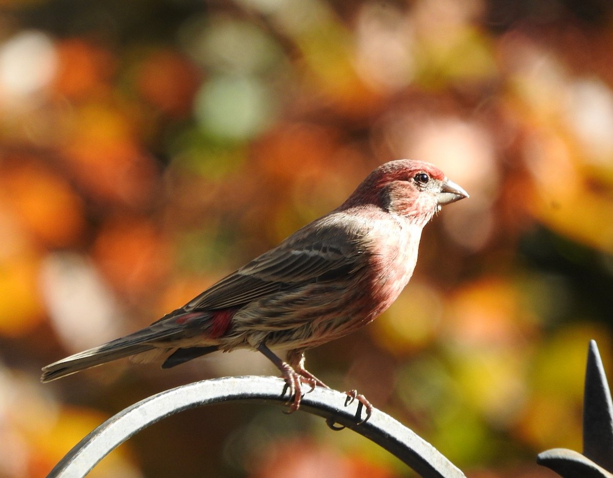 House Finch - ML644363962