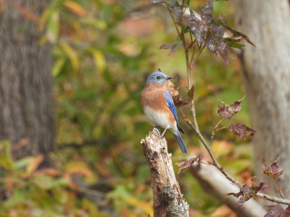 Eastern Bluebird - ML644363963