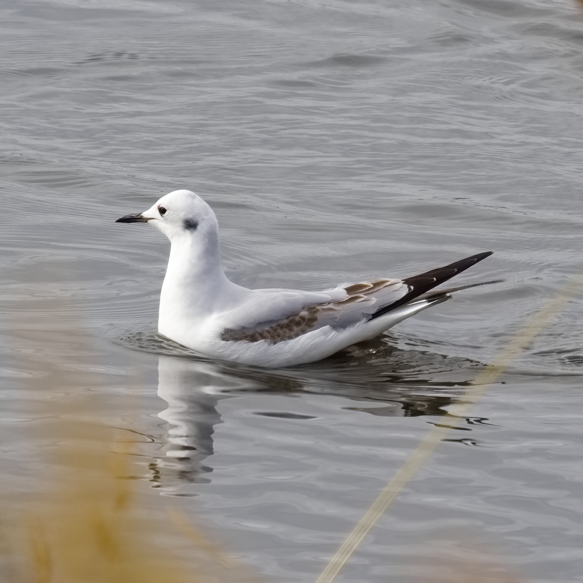 Bonaparte's Gull - ML644363964