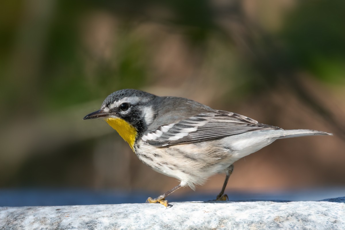 Yellow-throated Warbler - ML644363965