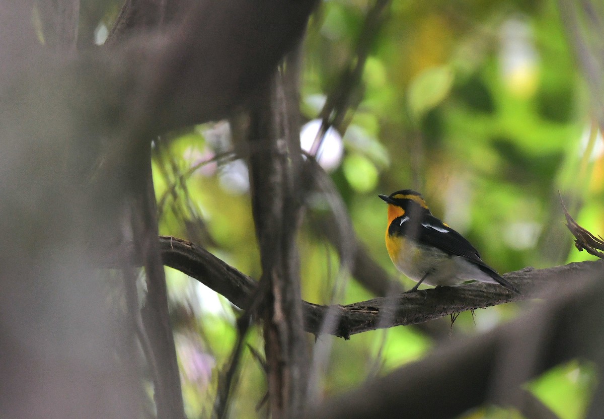 黃眉黃鶲 - ML644363966