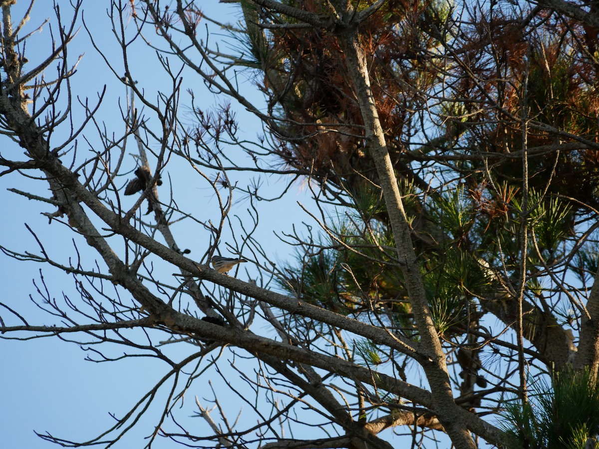 Taçlı Ötleğen - ML644363968