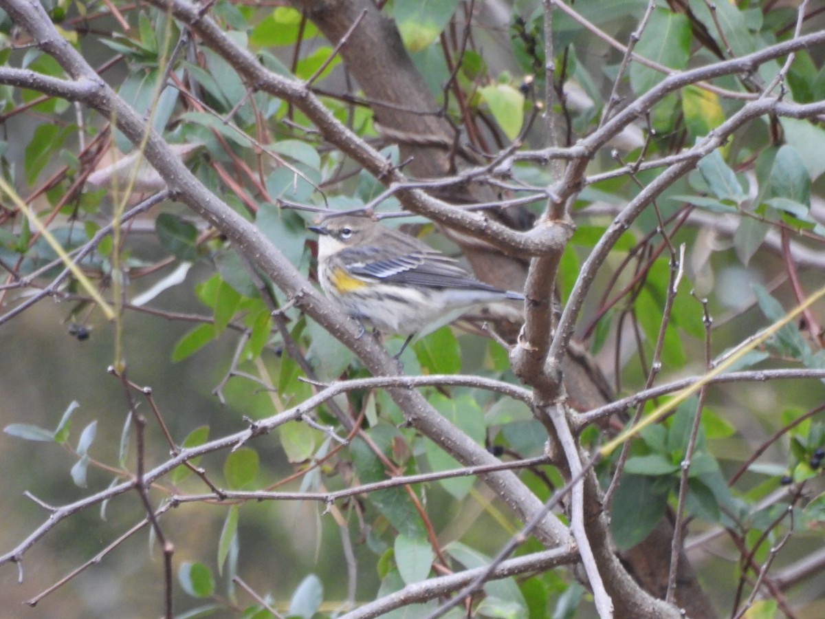 Yellow-rumped Warbler - ML644363969