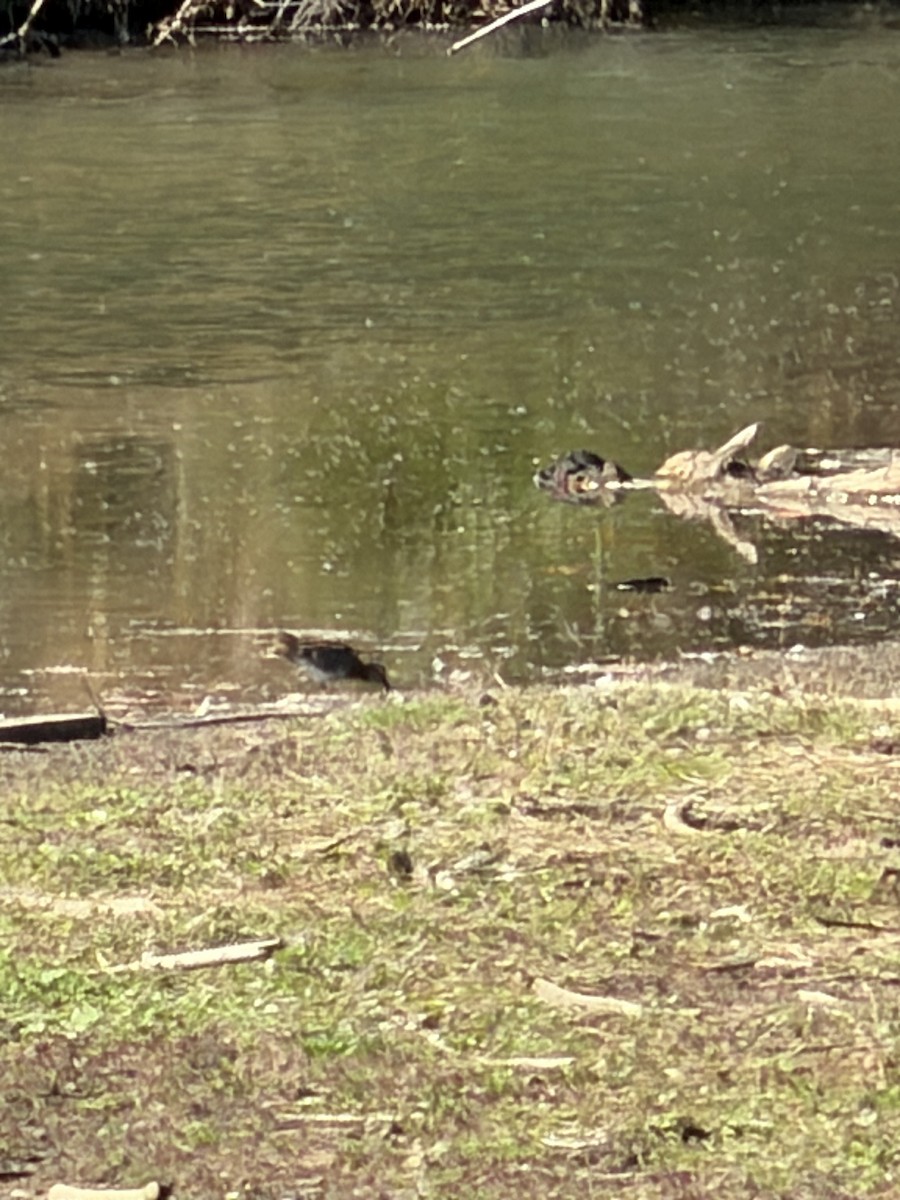 bekasina severoamerická - ML644363971