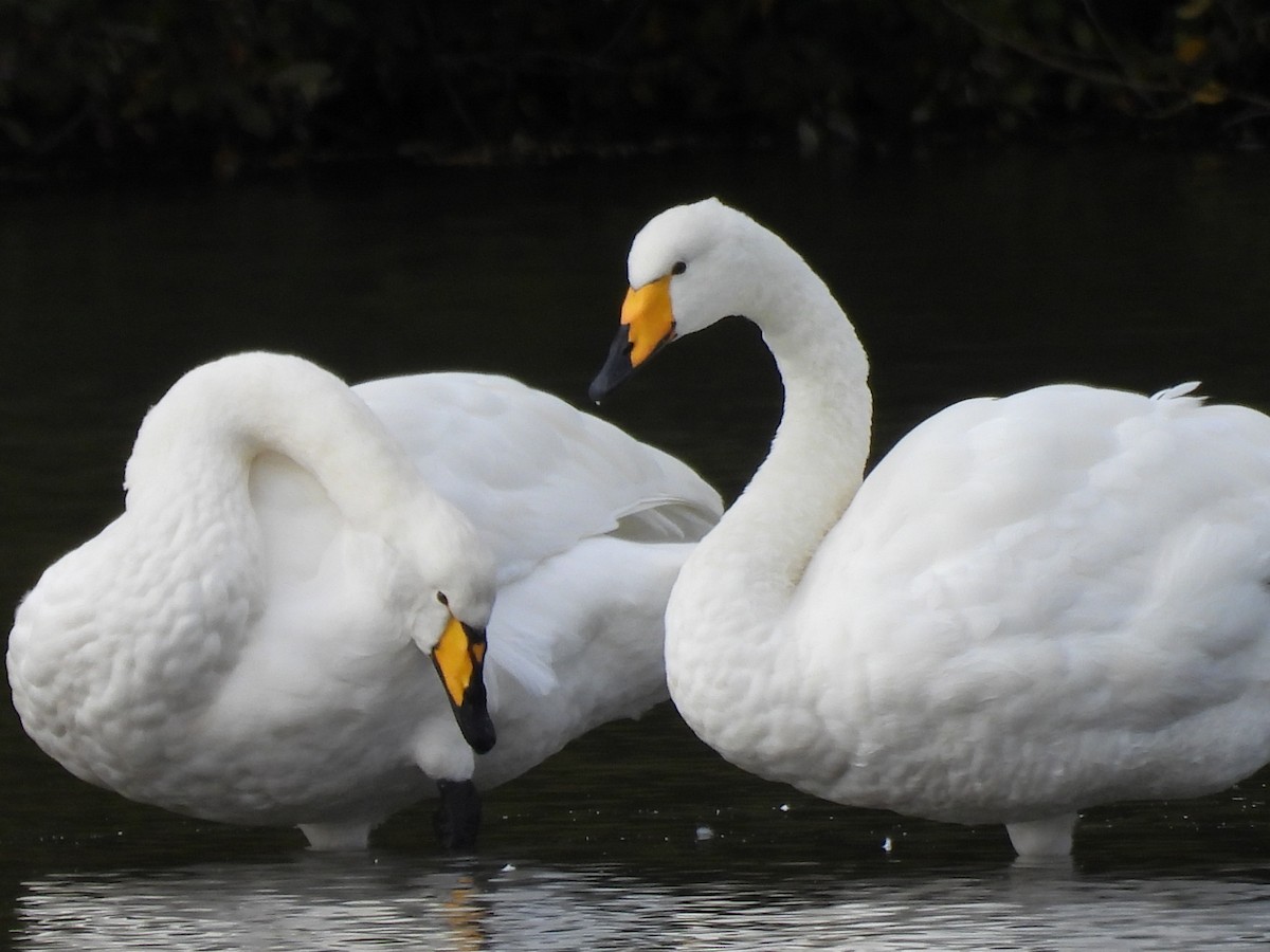 labuť zpěvná - ML644363972