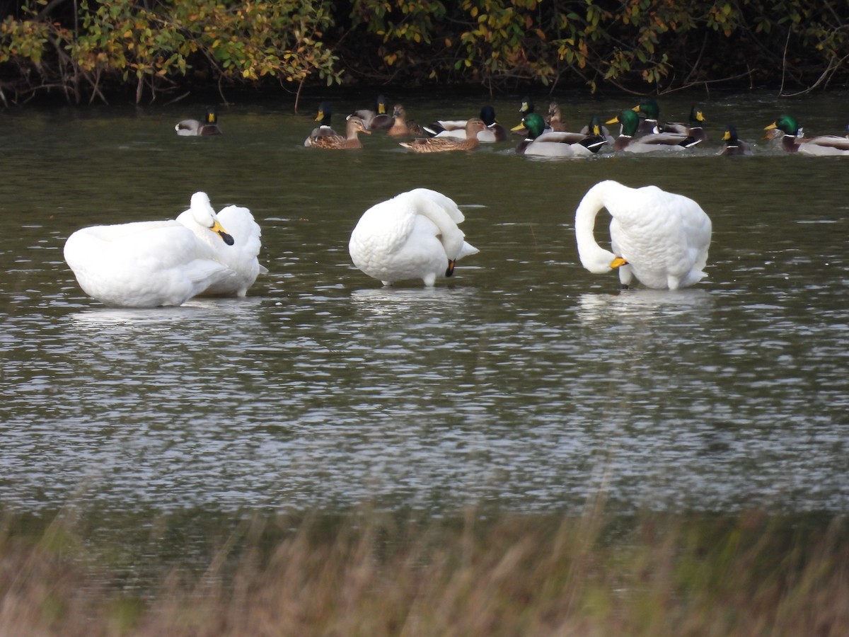 labuť zpěvná - ML644363974