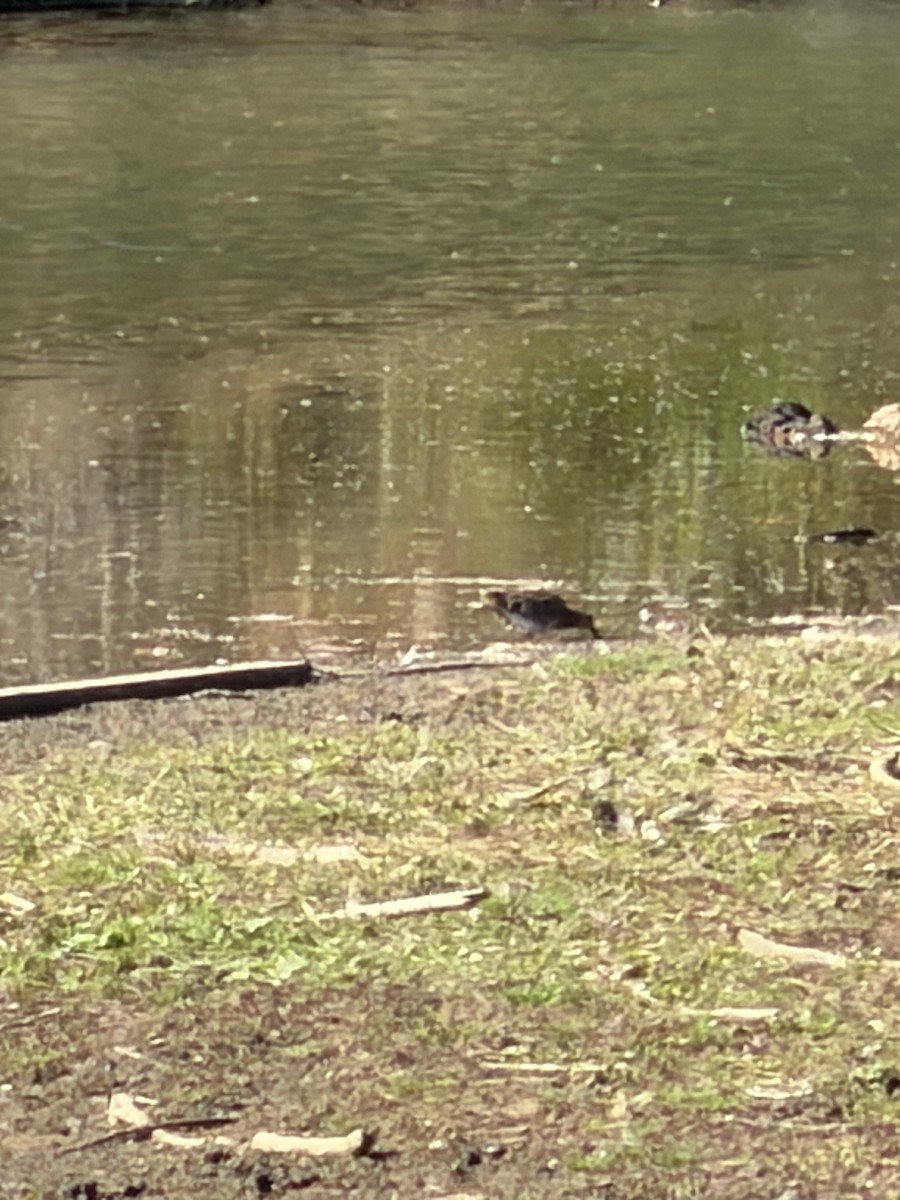 bekasina severoamerická - ML644363976