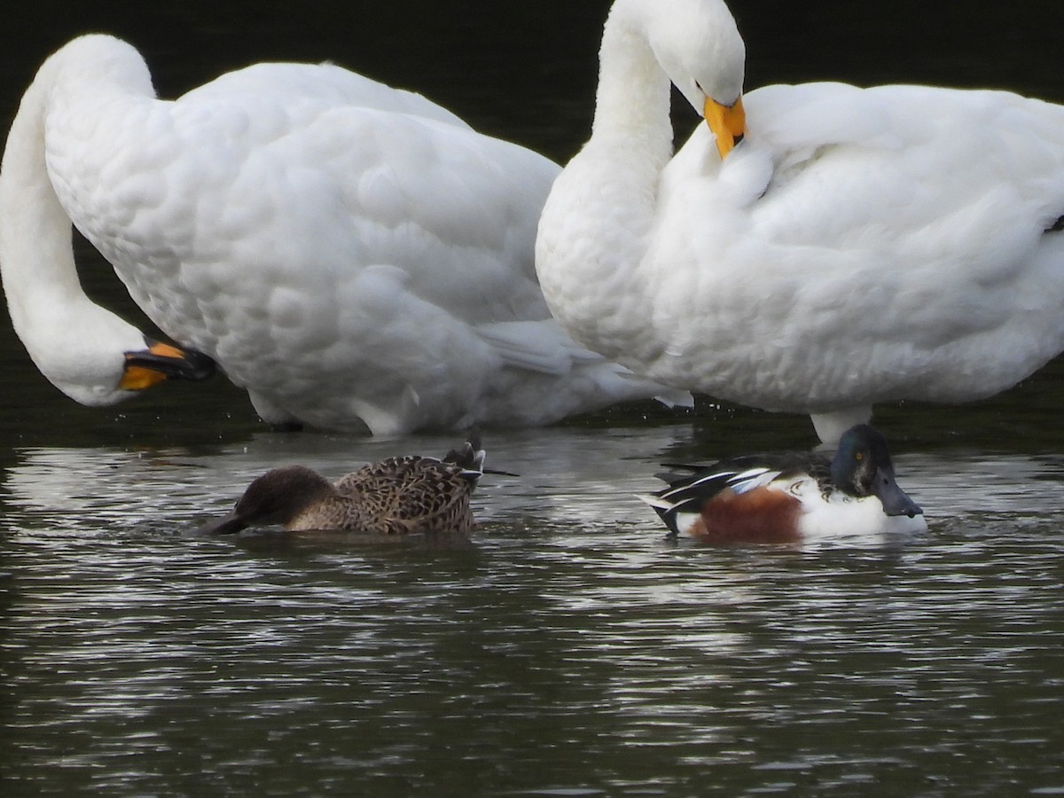 labuť zpěvná - ML644363977