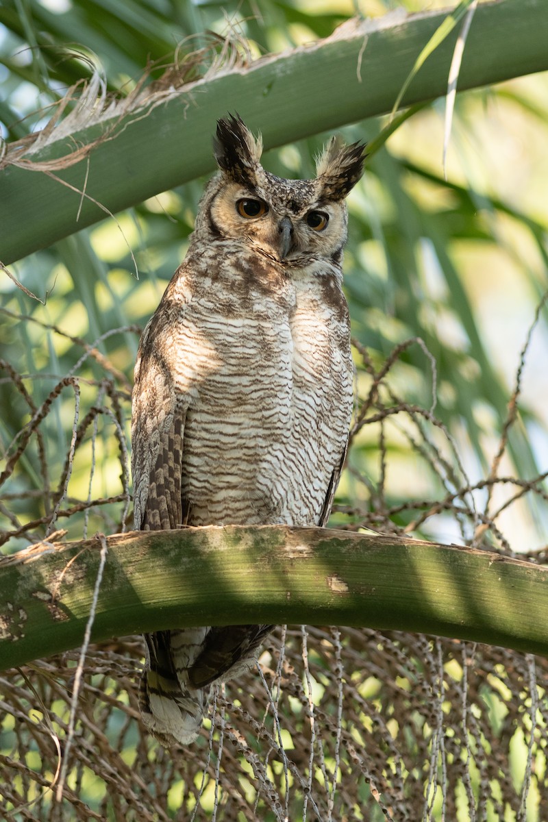 výr virginský - ML644363980