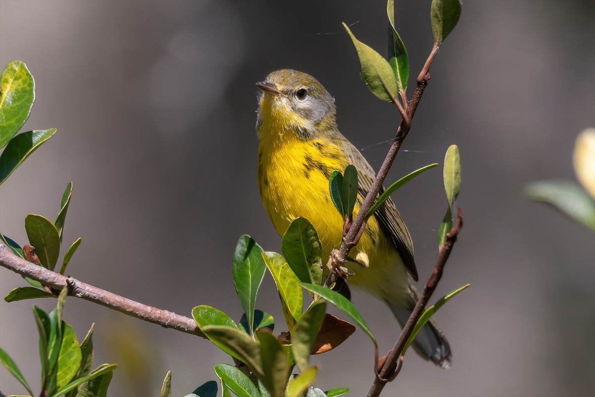 lesňáček pokřovní - ML644363982