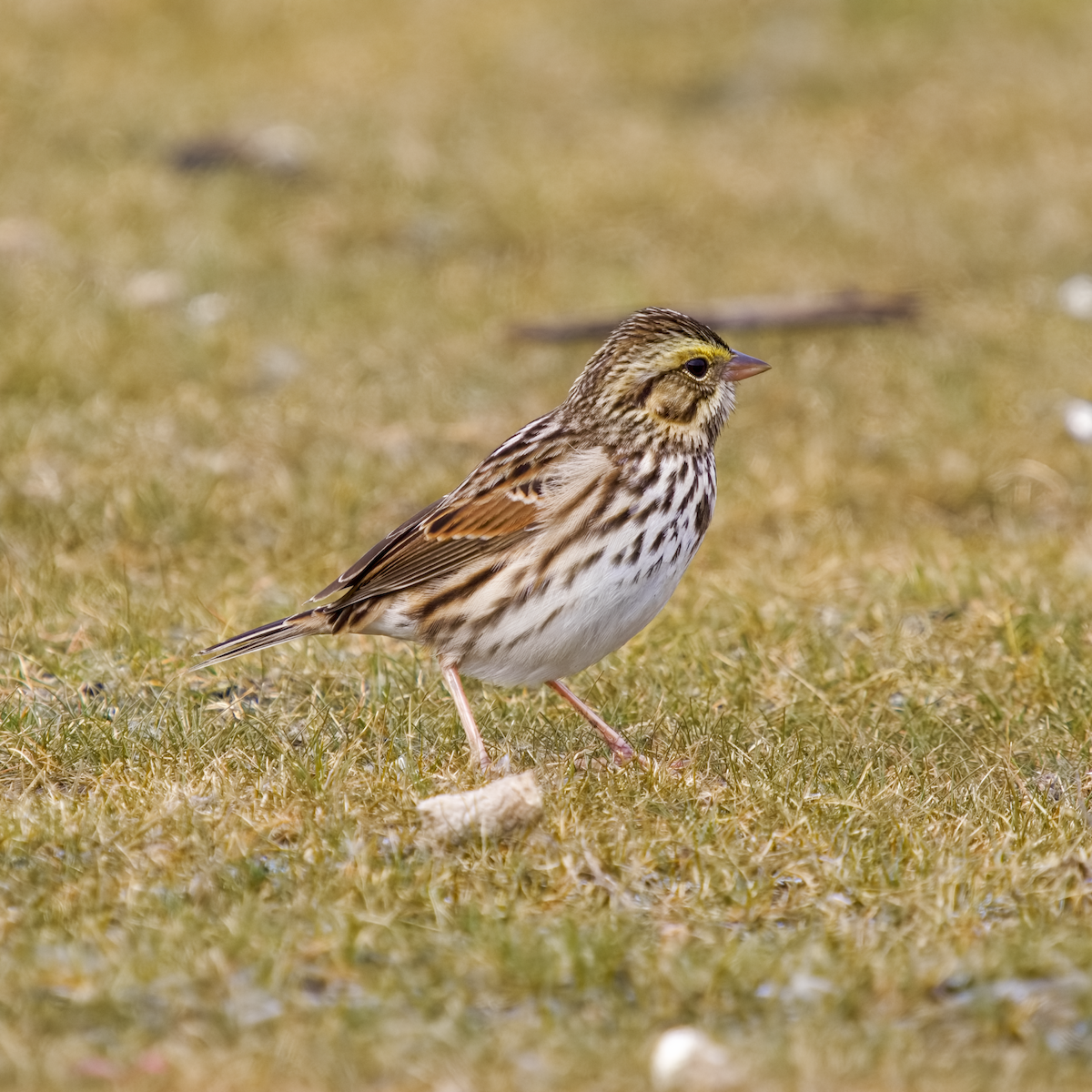 strnadec luční - ML644363983