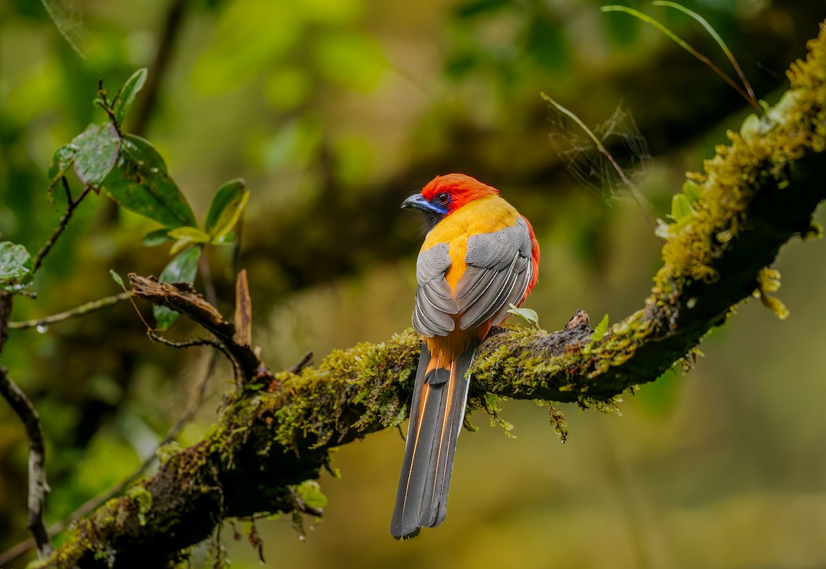 trogon šedoprsý - ML644363984