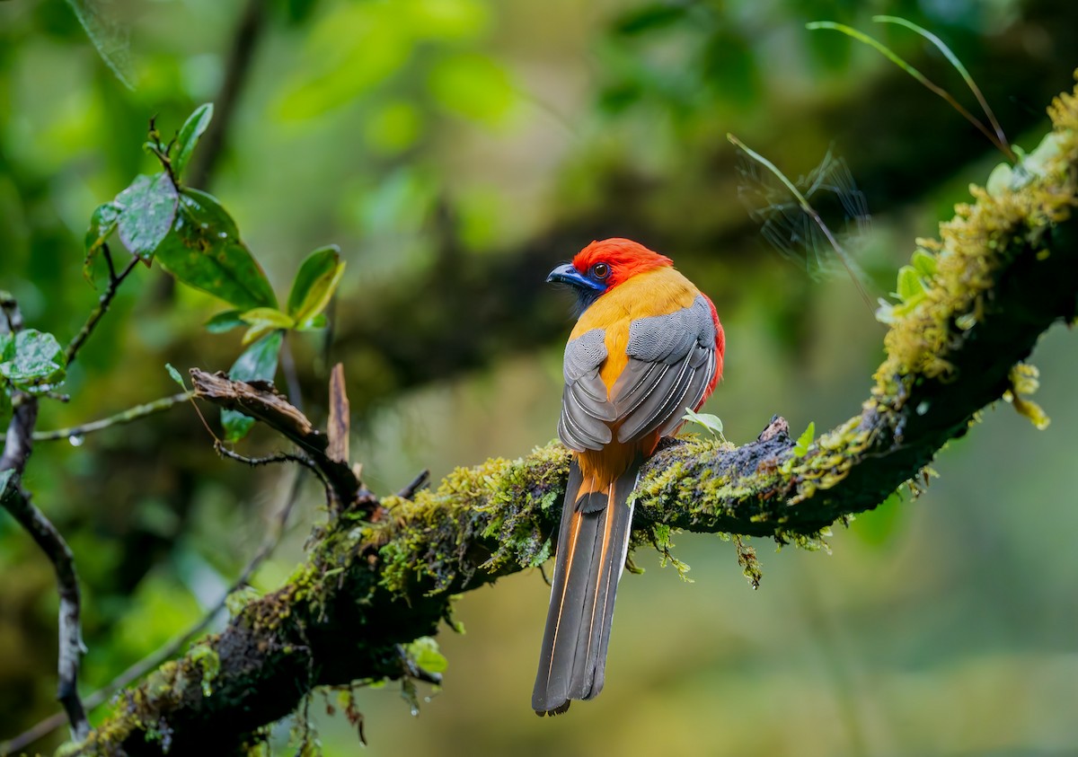 trogon šedoprsý - ML644363985