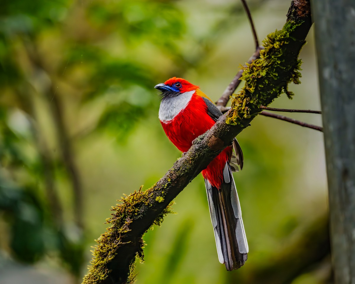 trogon šedoprsý - ML644363986