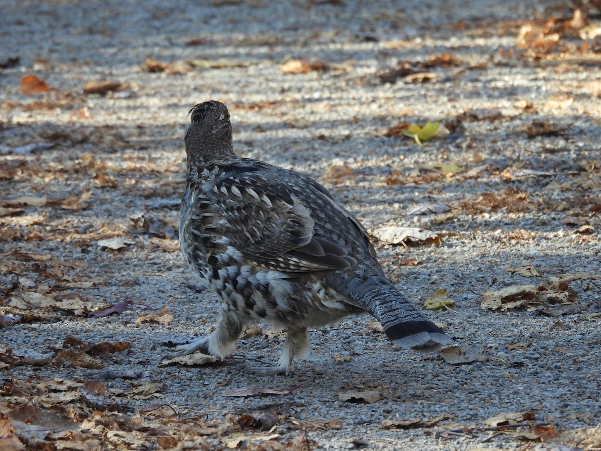 jeřábek kanadský - ML644363987