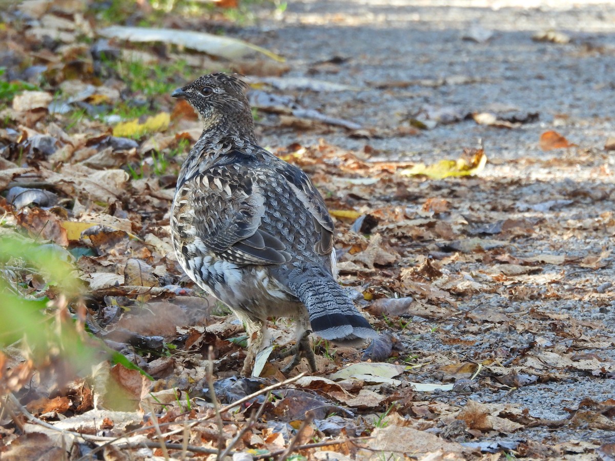 jeřábek kanadský - ML644363988