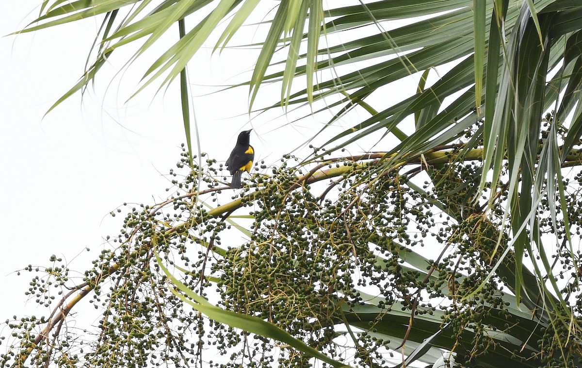 Hispaniolan Oriole - ML644363990