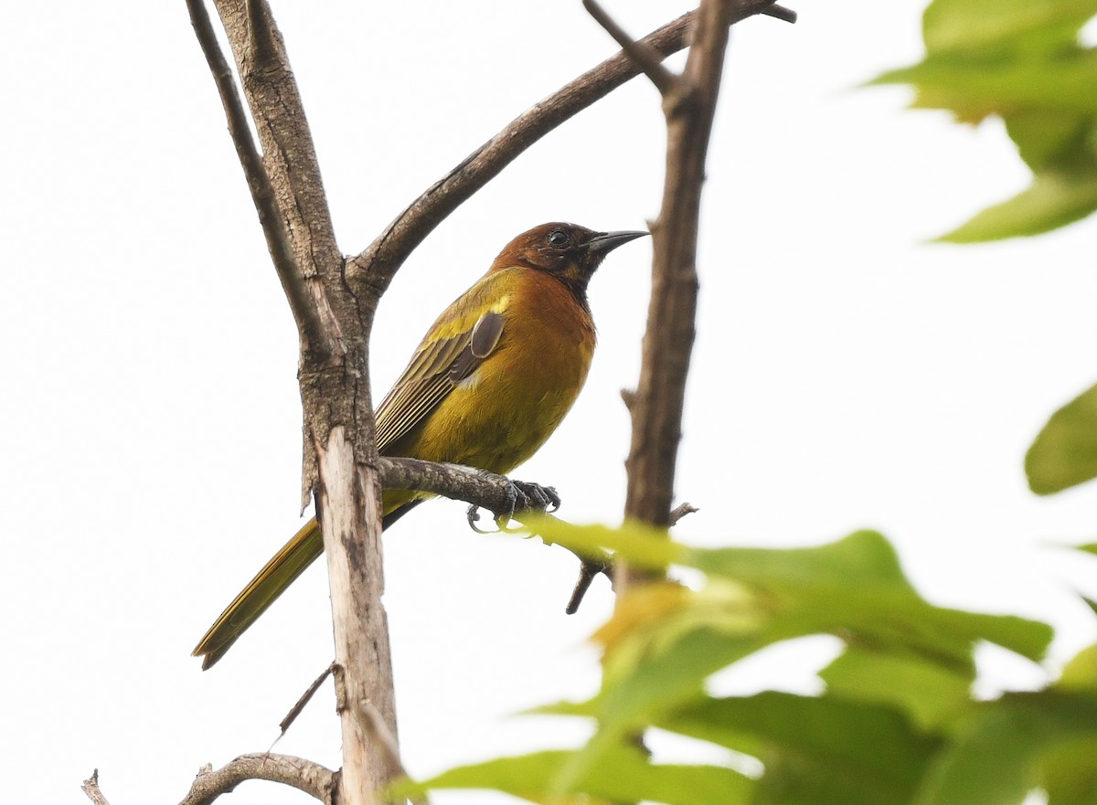 Hispaniolan Oriole - ML644363991