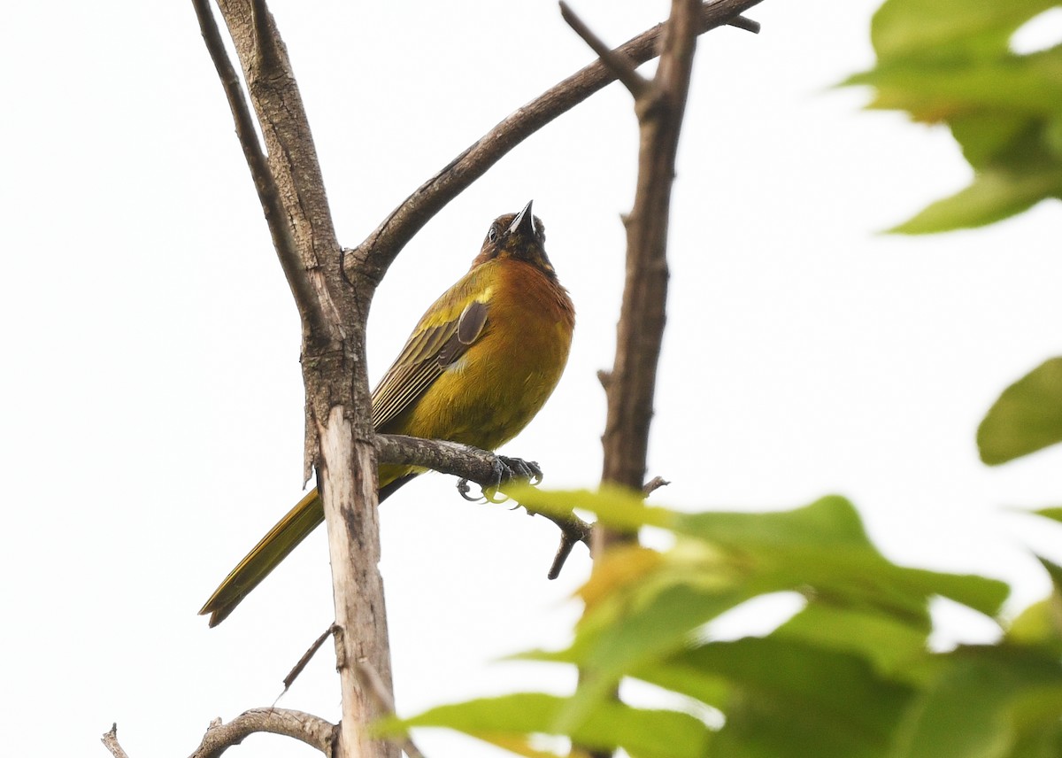 Hispaniolan Oriole - ML644363992