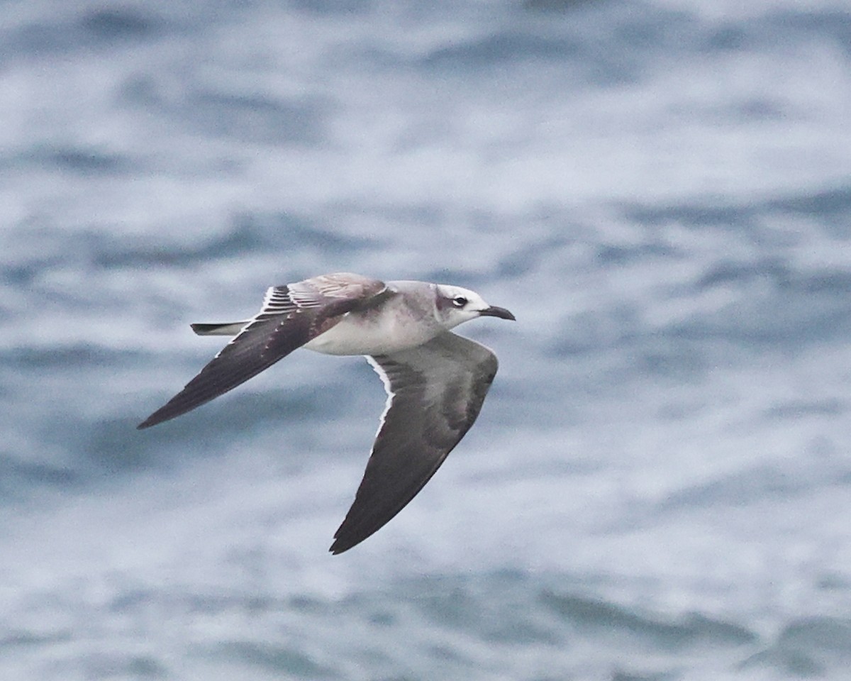 racek karibský - ML644363993