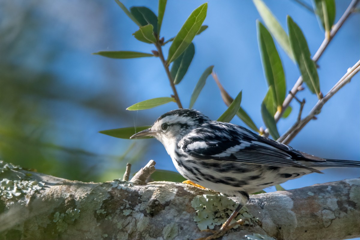 lesňáček černobílý - ML644363994