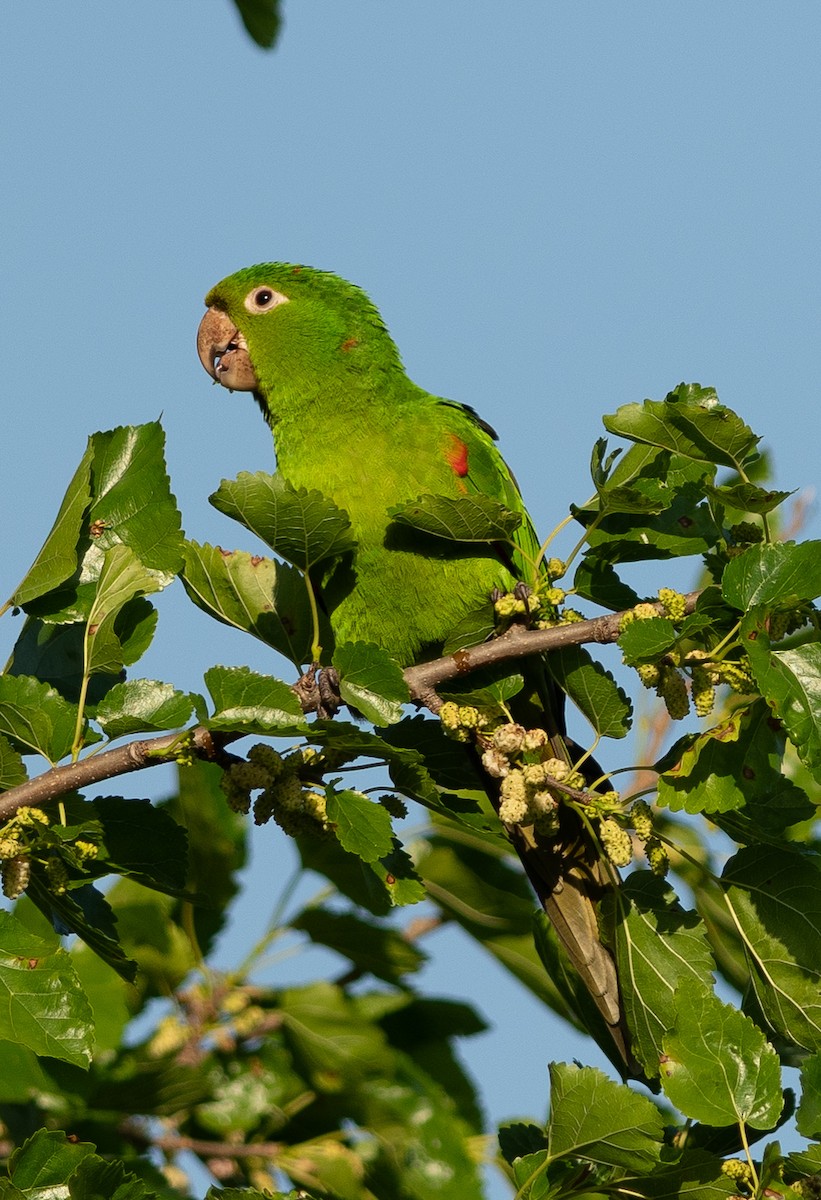 aratinga červenoskvrnný - ML644363995