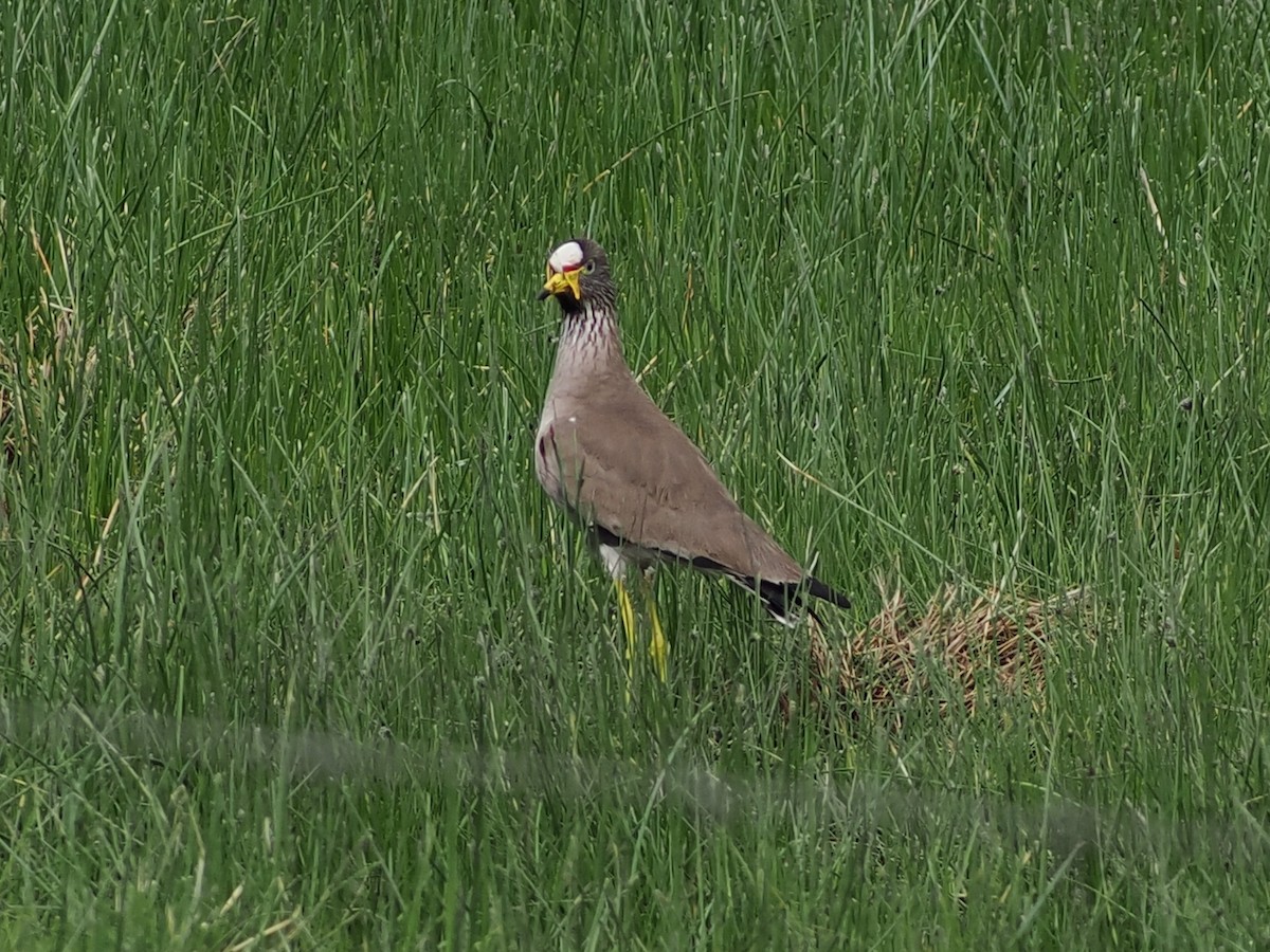 čejka žlutonohá - ML644364006