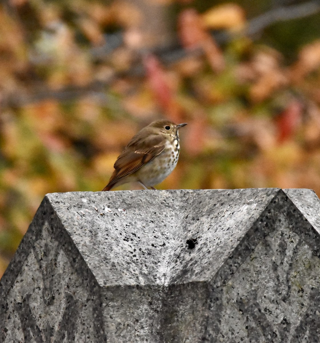 drozd rezavoocasý - ML644364009