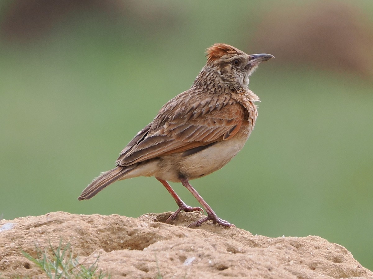 skřivan rezavotýlý - ML644364010