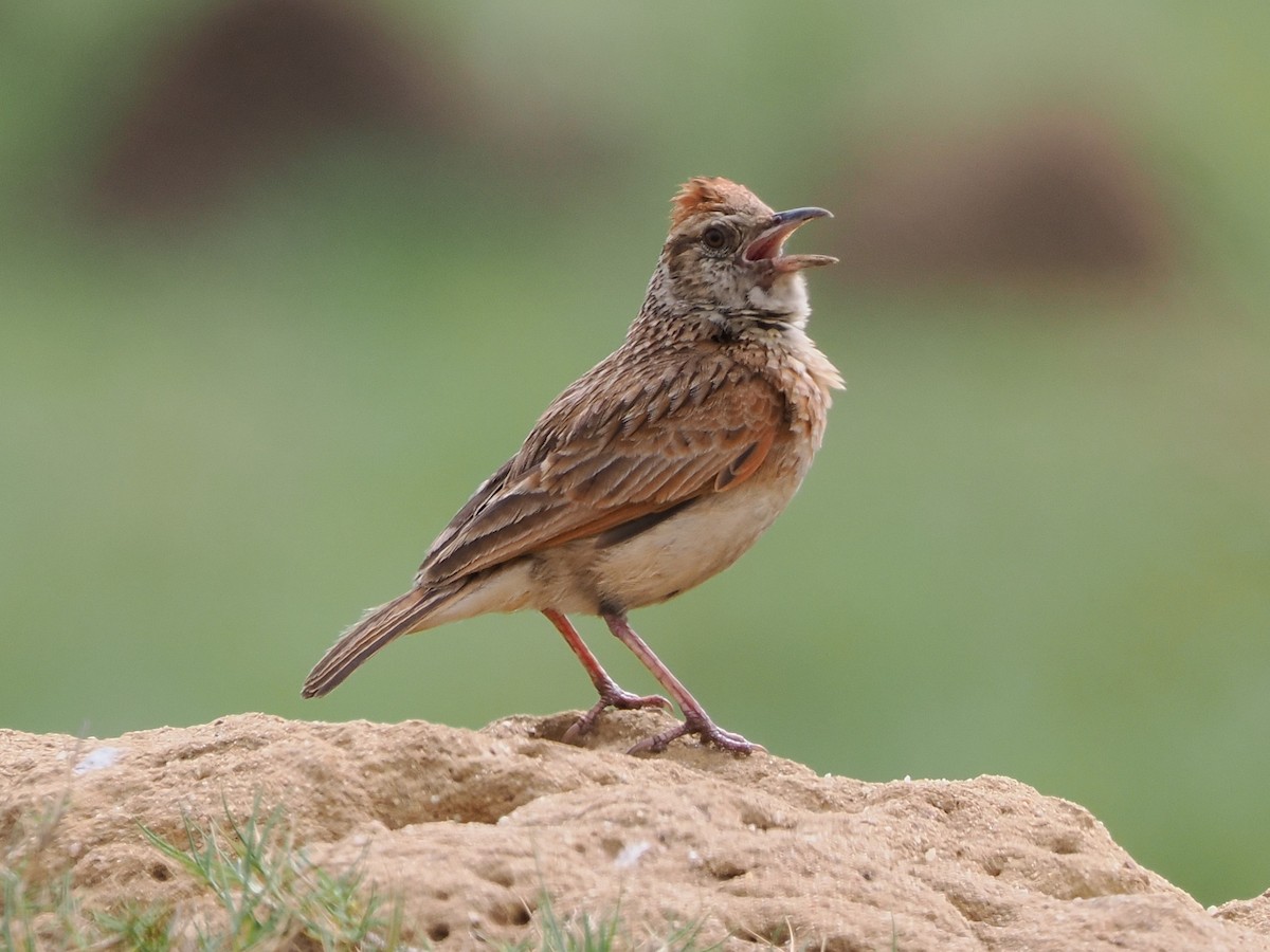 skřivan rezavotýlý - ML644364011