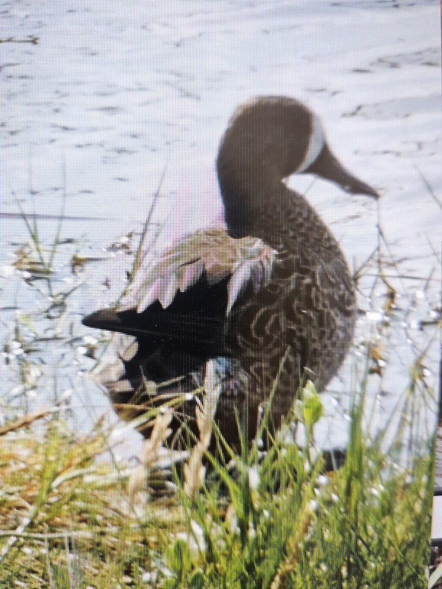 čírka modrokřídlá - ML644364014