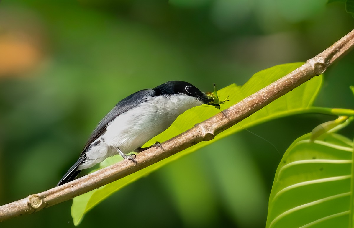 Black-winged Flycatcher-shrike - ML644364015