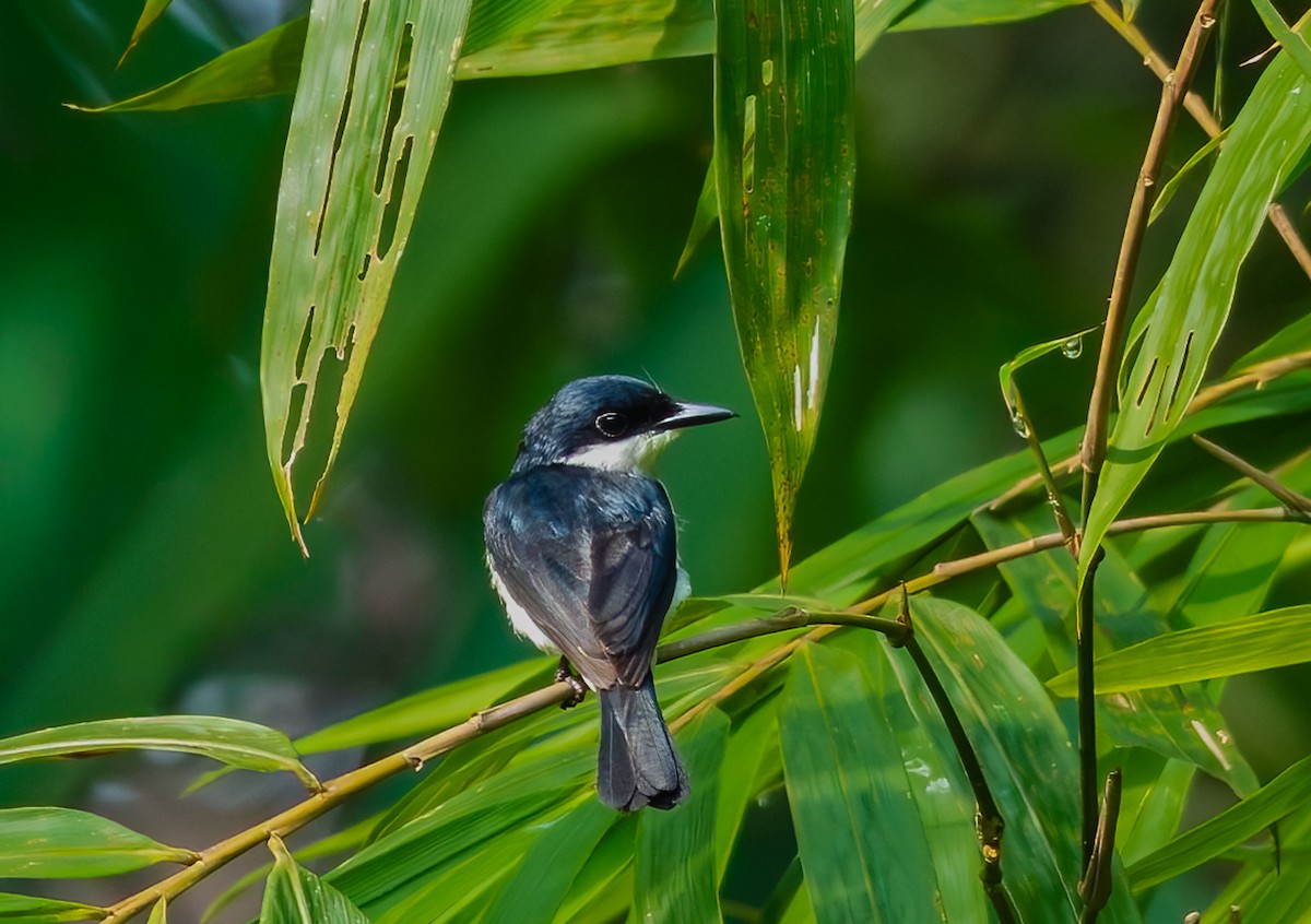 Black-winged Flycatcher-shrike - ML644364016