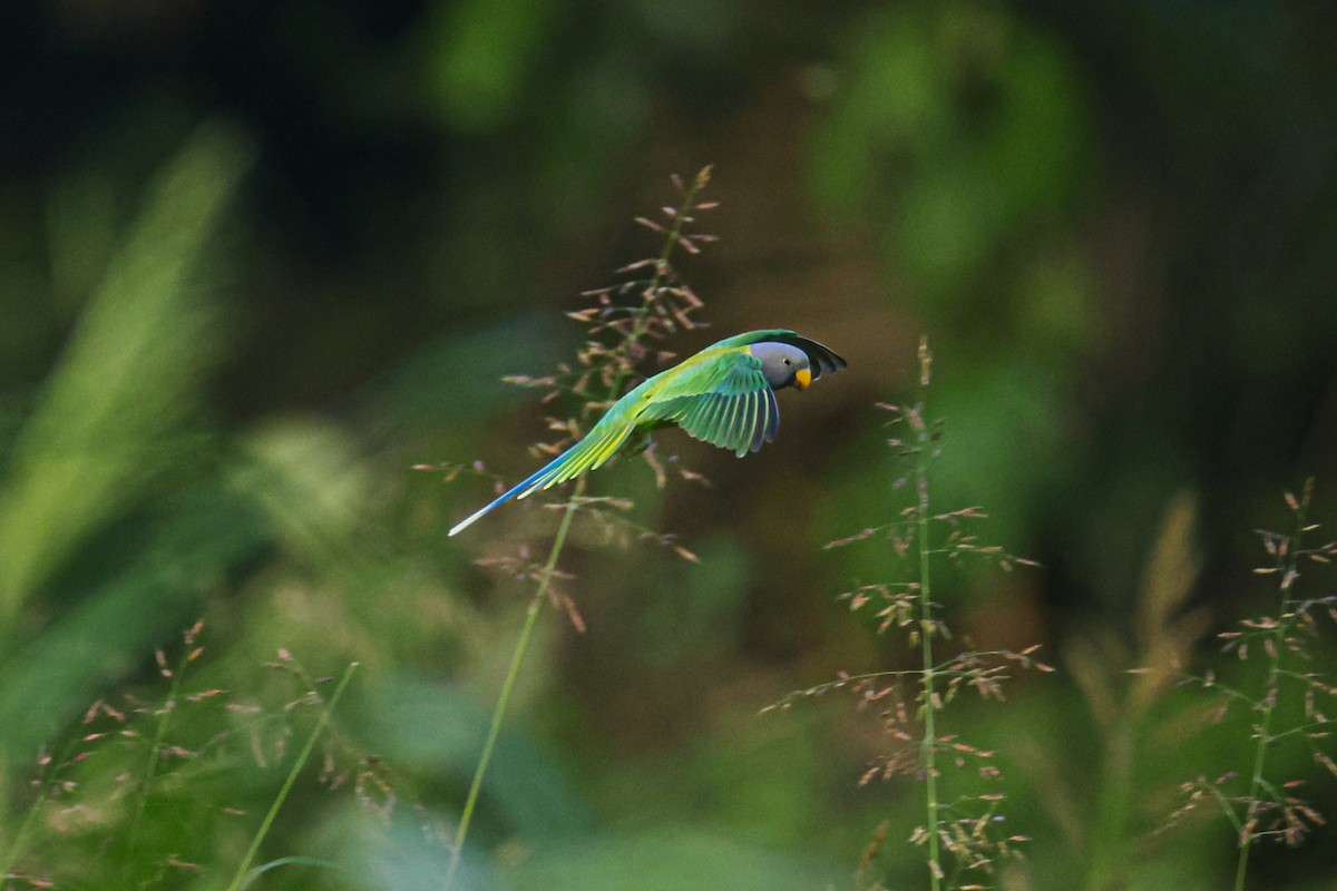 コセイインコ - ML644364017