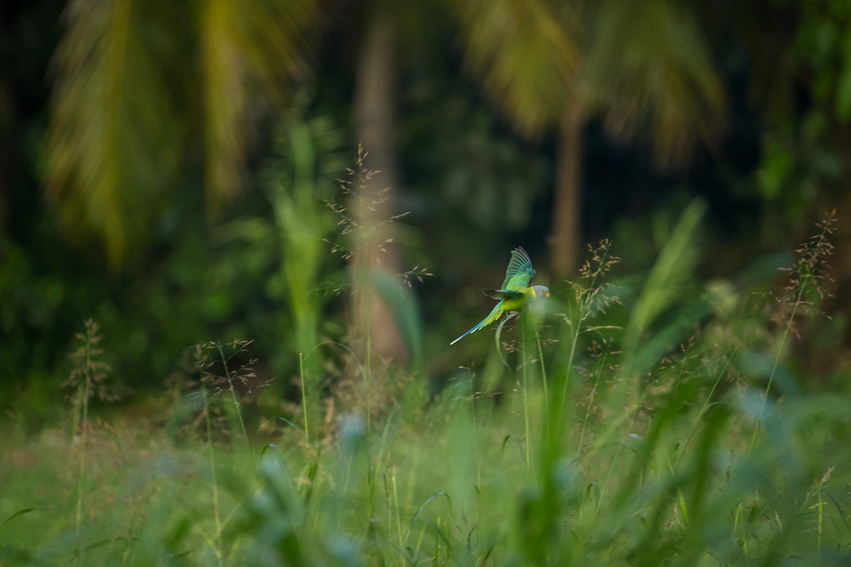 コセイインコ - ML644364018