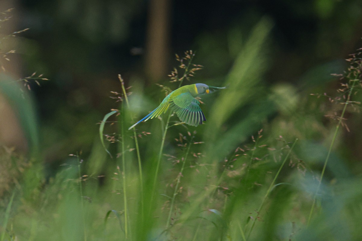 コセイインコ - ML644364019