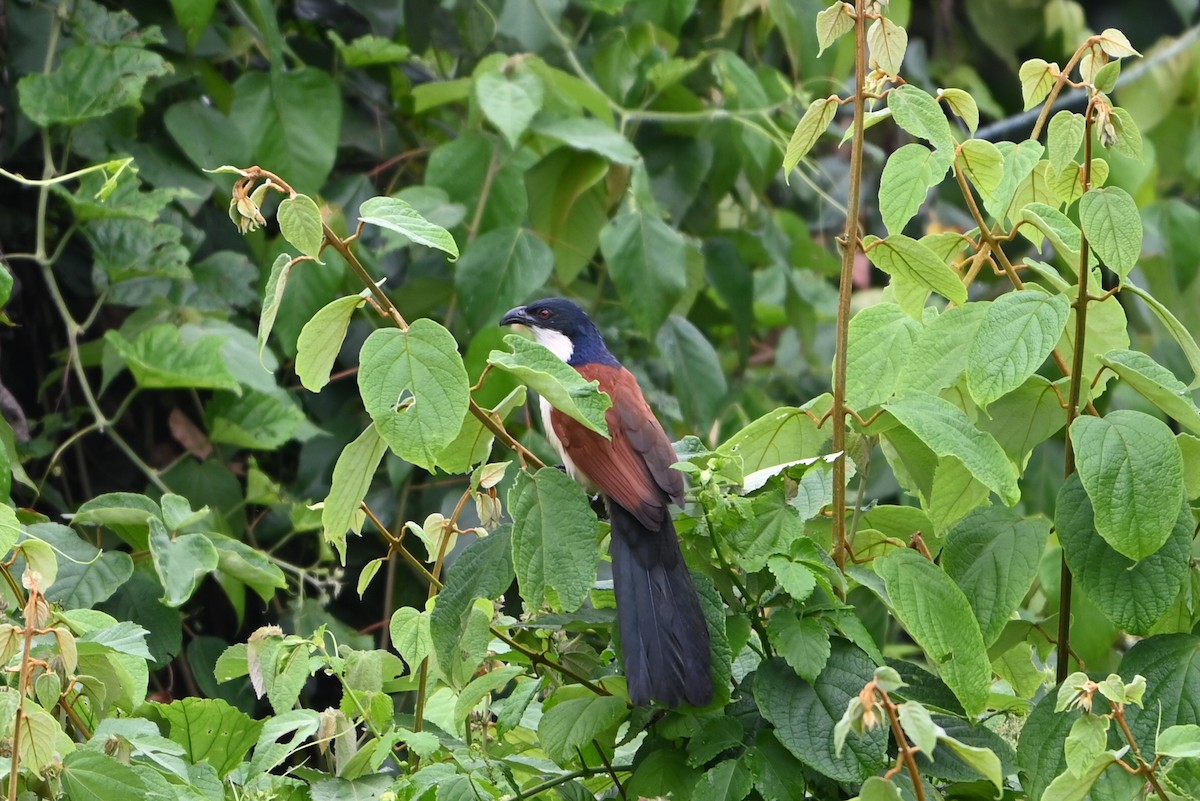 Blue-headed Coucal - ML644364040